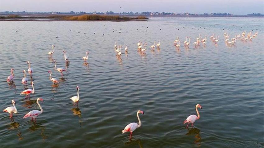 Adana'da kesin korunacak hassas bölge! Binlerce kuşa ev sahipliği yapıyor! Fotoğraf çekmek için akın ediyorlar