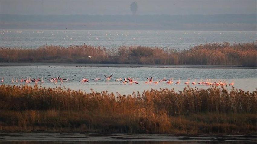 Adana'da kesin korunacak hassas bölge! Binlerce kuşa ev sahipliği yapıyor! Fotoğraf çekmek için akın ediyorlar