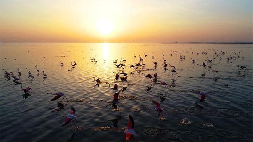 Adana'da kesin korunacak hassas bölge! Binlerce kuşa ev sahipliği yapıyor! Fotoğraf çekmek için akın ediyorlar