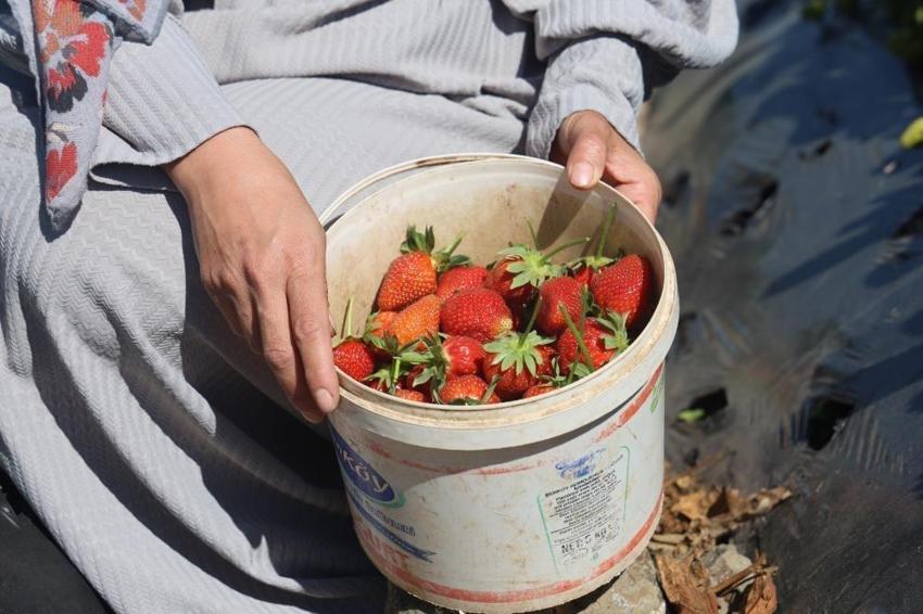 Bu yıl 9 bin 300 tonu geçecek! Kadın erkek tarlaya indi: Kilogram fiyatı...