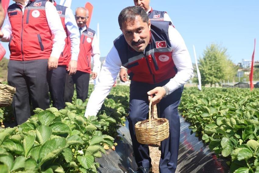 Bu yıl 9 bin 300 tonu geçecek! Kadın erkek tarlaya indi: Kilogram fiyatı...