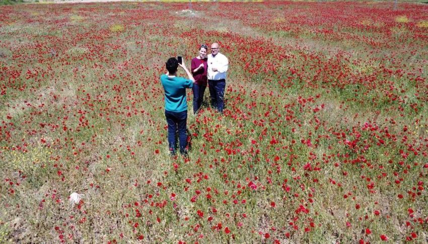 Nadasa bırakılan tarlayı kapladı, birden bire  turistlerin ilgi odağı oldu! 'Tablo gibi' 