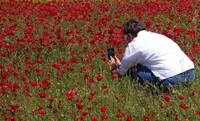 Nadasa bırakılan tarlayı kapladı, birden bire  turistlerin ilgi odağı oldu! 'Tablo gibi' 