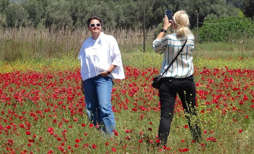 Nadasa bırakılan tarlayı kapladı, birden bire  turistlerin ilgi odağı oldu! 'Tablo gibi' 