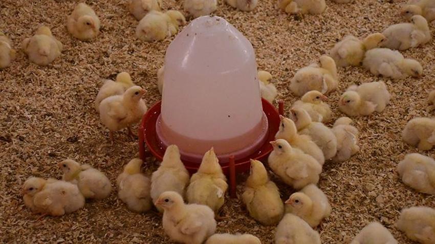 Aldığı rekor hibe ile hayatı değişti! Çiftliğinin kapasitesini iki katına çıkarttı