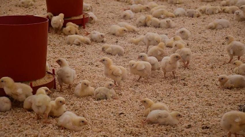 Aldığı rekor hibe ile hayatı değişti! Çiftliğinin kapasitesini iki katına çıkarttı