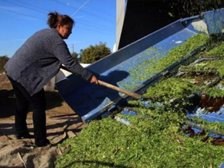 200 ton üretip 1 milyon adet satıyor! Kocası ona patron diyor: İki kadın girişimci ihracata hazırlanıyor!