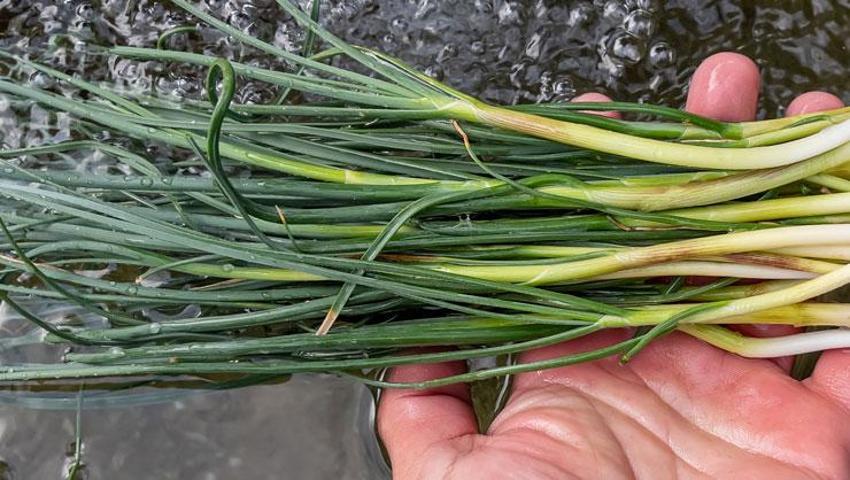 Hastalıklara karşı şifa kaynağı, virüs ve bakterilere karşı bağışıklık sistemini güçlendiriyor! Dağdan toplanıyor, kilosu 10 bin TL'ye satılıyor