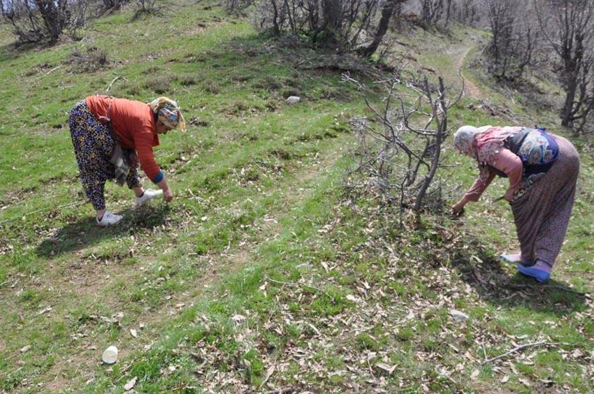 Hastalıklara karşı şifa kaynağı, virüs ve bakterilere karşı bağışıklık sistemini güçlendiriyor! Dağdan toplanıyor, kilosu 10 bin TL'ye satılıyor