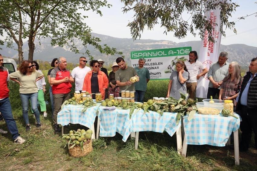 Akçapınar’da ‘Hibrit Enginar Hasadı Tarla Günü' düzenlendi