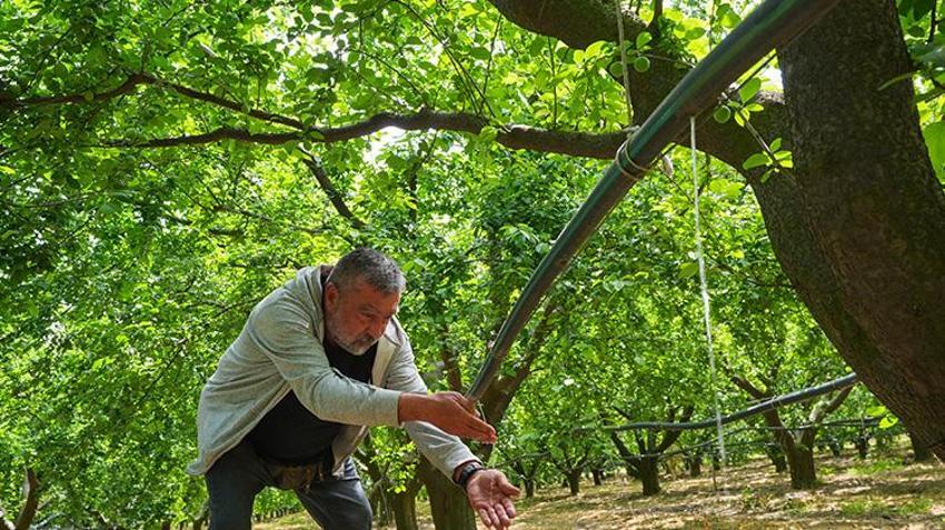 Bu bahçeleri 'donsavar' koruyor! İzmir ve Manisalı çiftçilerin taktiği tuttu, ürün zirai dondan etkilenmedi