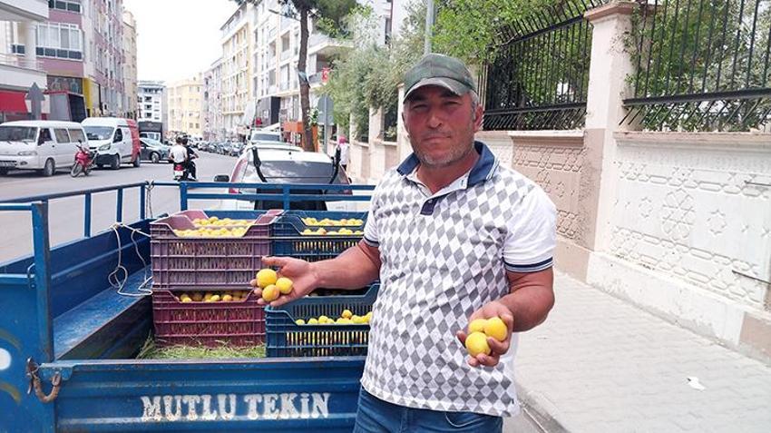 Kayısıda ilk hasat yapıldı: 500 TL'den kapış kapış satıldı 
