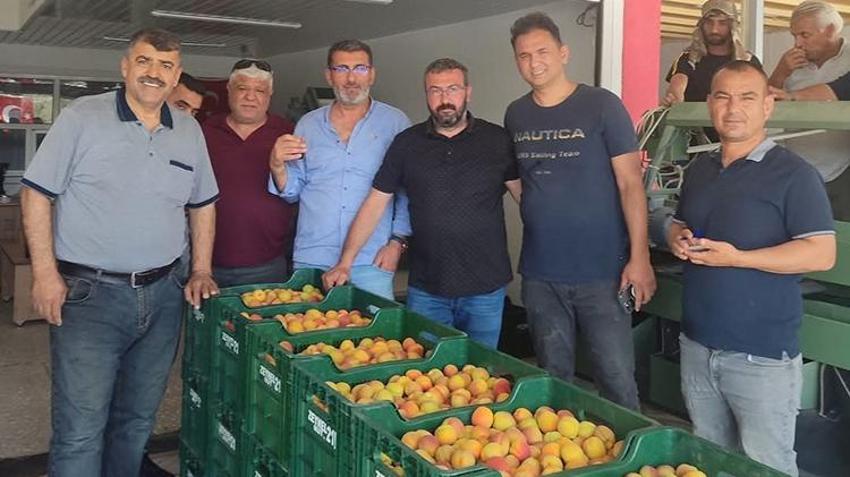 Kayısıda ilk hasat yapıldı: 500 TL'den kapış kapış satıldı 