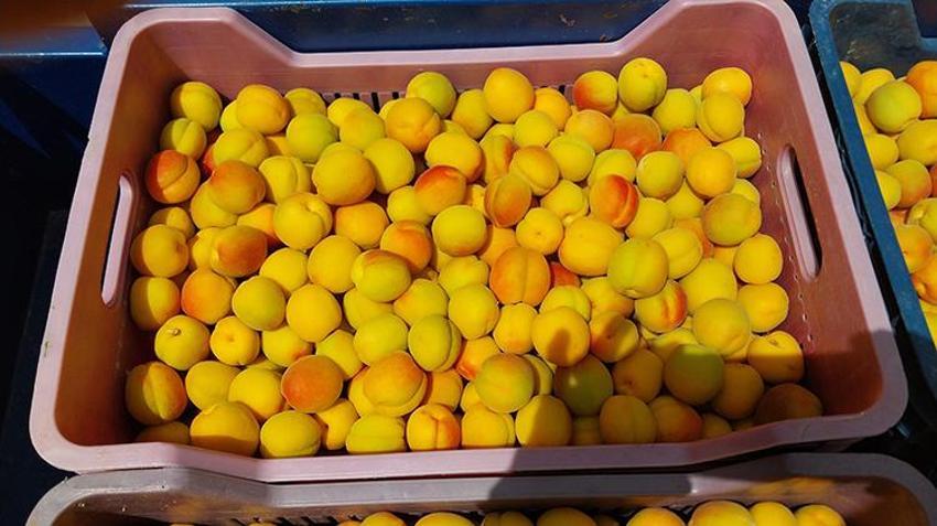 Kayısıda ilk hasat yapıldı: 500 TL'den kapış kapış satıldı 