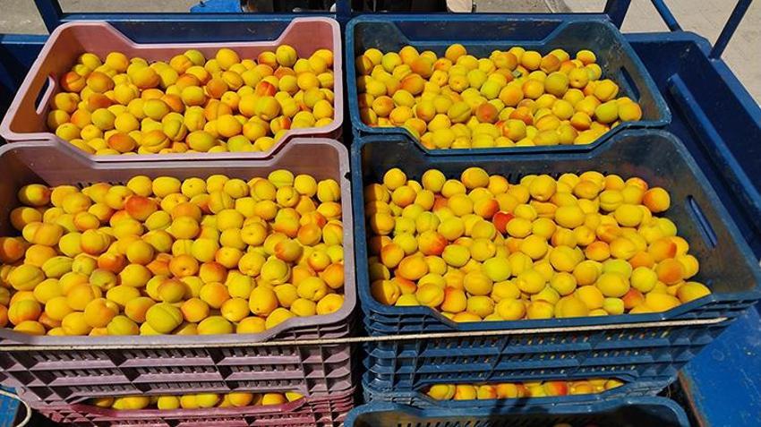 Kayısıda ilk hasat yapıldı: 500 TL'den kapış kapış satıldı 