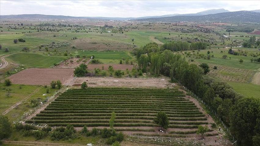 Ne eken var ne de biçen! Doğada kendiliğinden oluyor, köylüler dağdan toplayıp pazarda demetini 1.000 TL'ye satıyor