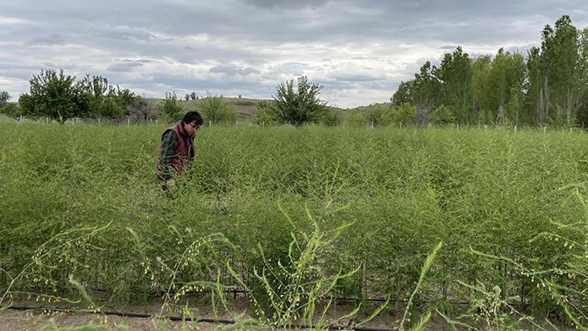 Doğada kendi kendine yetişiyor! Gelir kapısı oldu, köylüler dağdan toplayıp pazarda 1.000 TL'ye satıyor