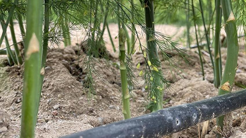 Ne eken var ne de biçen! Doğada kendiliğinden oluyor, köylüler dağdan toplayıp pazarda demetini 1.000 TL'ye satıyor