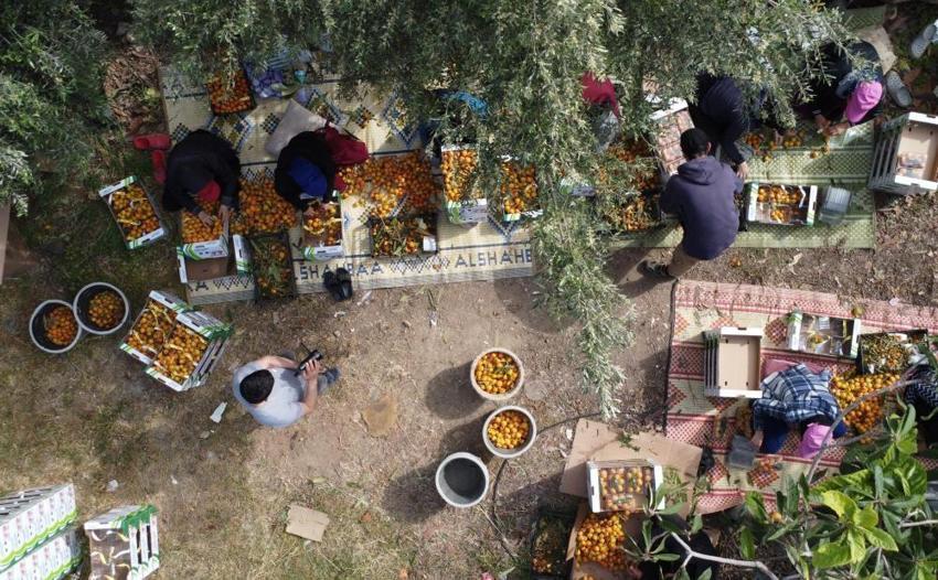 'Sarı altın' tezgahlarda yerini alıyor! Mersin'de yenidünya hasadı başladı