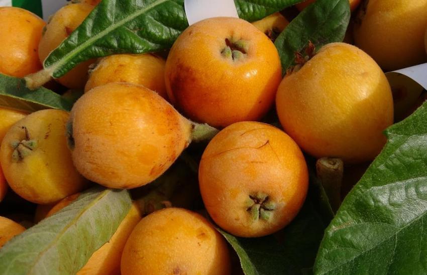 'Sarı altın' tezgahlarda yerini alıyor! Mersin'de yenidünya hasadı başladı