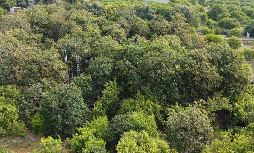 'Sarı altın' tezgahlarda yerini alıyor! Mersin'de yenidünya hasadı başladı