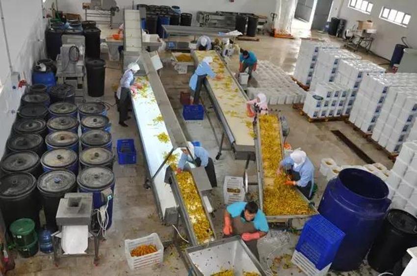 Komşuları beğenince, fabrikasını kurdu! Genç kadın girişimci üretimi 100 dönüme çıkarttı: Günlük 5 ton satıyor