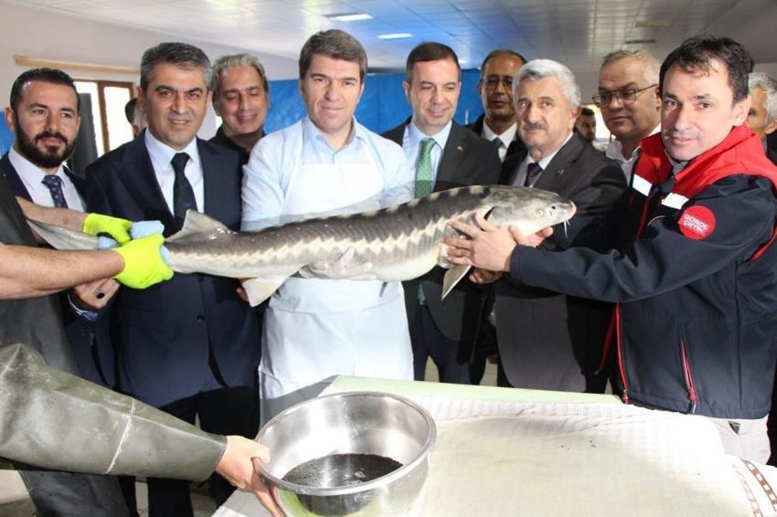 Kilosu 2 bin dolara çıkınca üretimi 300 bine çıktı! Amasya'da istasyon harekete geçti: 6 ay içinde suya bırakılacak