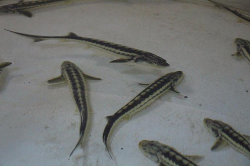 Kilosu 2 bin dolara çıkınca üretimi 300 bine çıktı! Amasya'da istasyon harekete geçti: 6 ay içinde suya bırakılacak