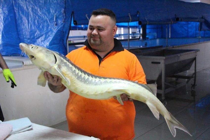 Kilosu 2 bin dolara çıkınca üretimi 300 bine çıktı! Amasya'da istasyon harekete geçti: 6 ay içinde suya bırakılacak