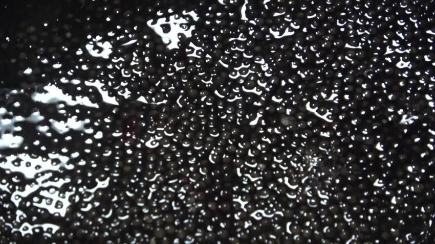 Kilosu 2 bin dolara çıkınca üretimi 300 bine çıktı! Amasya'da istasyon harekete geçti: 6 ay içinde suya bırakılacak