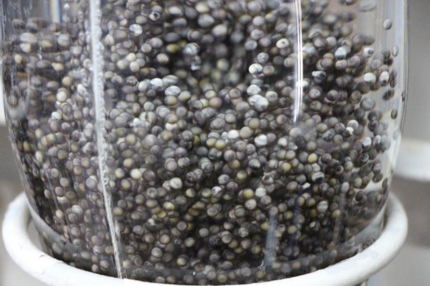 Kilosu 2 bin dolara çıkınca üretimi 300 bine çıktı! Amasya'da istasyon harekete geçti: 6 ay içinde suya bırakılacak