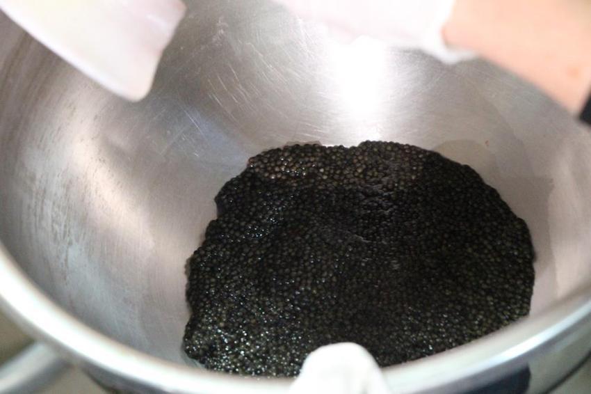 Kilosu 2 bin dolara çıkınca üretimi 300 bine çıktı! Amasya'da istasyon harekete geçti: 6 ay içinde suya bırakılacak