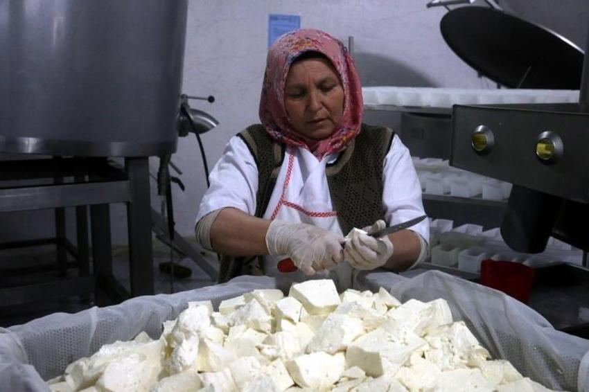 80 ton sütten 3 ton kaşar peyniri ile 500 kilogram tereyağı üretildi