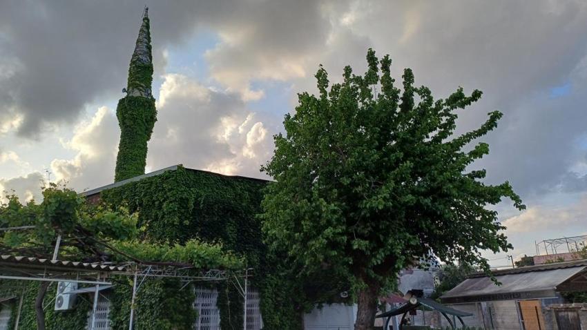 Adeta botanik bahçesini andırıyor! Bahar gelmesiyle Adana'nın meşhur sarmaşıklı camisi yeşile büründü