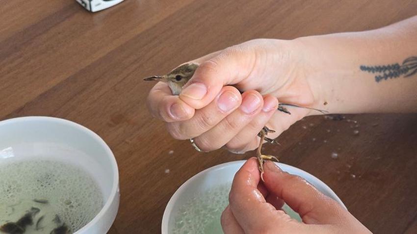 Kuş cennetinde vahşet! Kuşlara yapıştırıcıyla ‘ölüm tuzağı’ kurulmuş