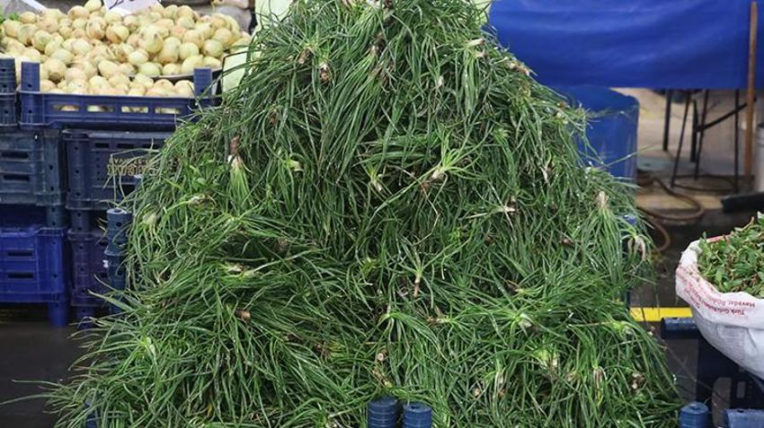 Para ve emek harcanmıyor: Doğada kendiliğinden yetişiyor! İstanbul, İzmir ve Almanya'ya uçaklarla gönderiliyor