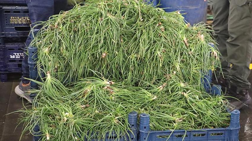 Para ve emek harcanmıyor: Doğada kendiliğinden yetişiyor! İstanbul, İzmir ve Almanya'ya uçaklarla gönderiliyor