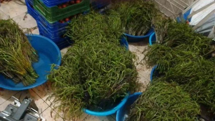 İşsizken bağını 100 liraya satmaya başladı! Bu işin maliyeti yok: Doğada kendiliğinden yetişiyor!