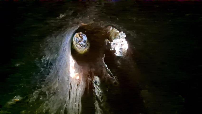 15 padişah ve 12 cumhurbaşkanı gördü: İçine 4 kişi sığıyor,  Tekirdağ'daki 330 yıllık anıt çınar vatandaşların ilgi odağı!