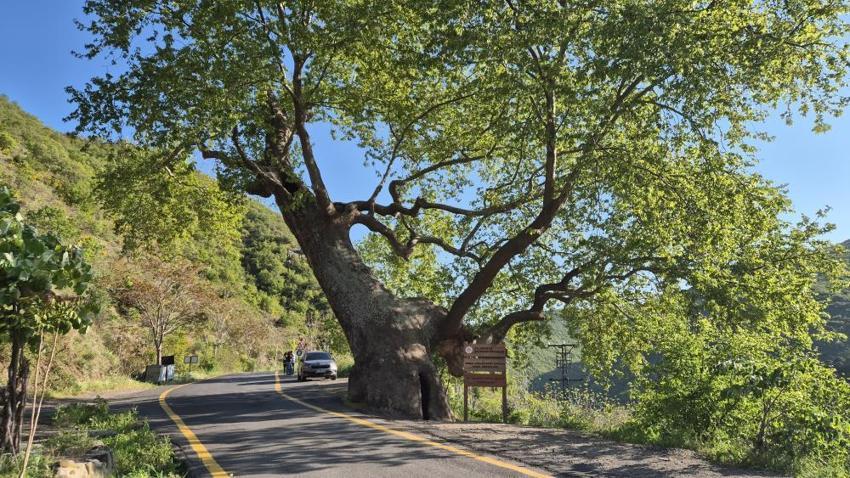 15 padişah ve 12 cumhurbaşkanı gördü: İçine 4 kişi sığıyor,  Tekirdağ'daki 330 yıllık anıt çınar vatandaşların ilgi odağı!