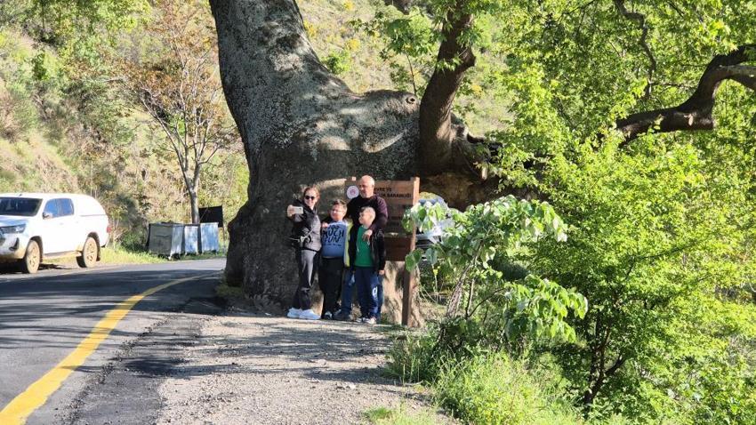 15 padişah ve 12 cumhurbaşkanı gördü: İçine 4 kişi sığıyor,  Tekirdağ'daki 330 yıllık anıt çınar vatandaşların ilgi odağı!