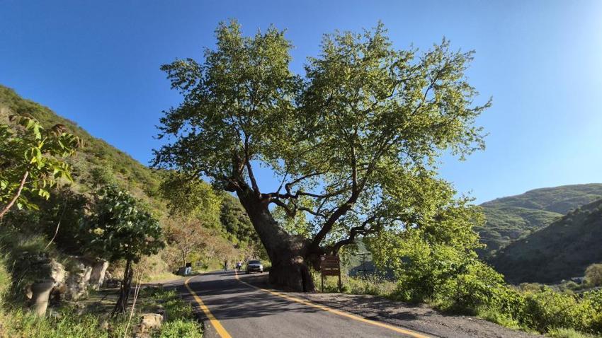 15 padişah ve 12 cumhurbaşkanı gördü: İçine 4 kişi sığıyor,  Tekirdağ'daki 330 yıllık anıt çınar vatandaşların ilgi odağı!