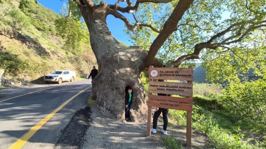 15 padişah ve 12 cumhurbaşkanı gördü: İçine 4 kişi sığıyor,  Tekirdağ'daki 330 yıllık anıt çınar vatandaşların ilgi odağı!