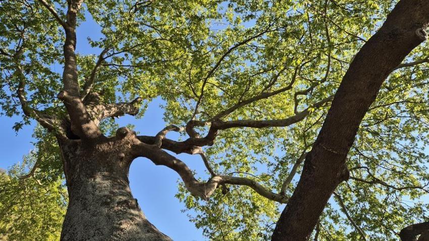 15 padişah ve 12 cumhurbaşkanı gördü: İçine 4 kişi sığıyor,  Tekirdağ'daki 330 yıllık anıt çınar vatandaşların ilgi odağı!