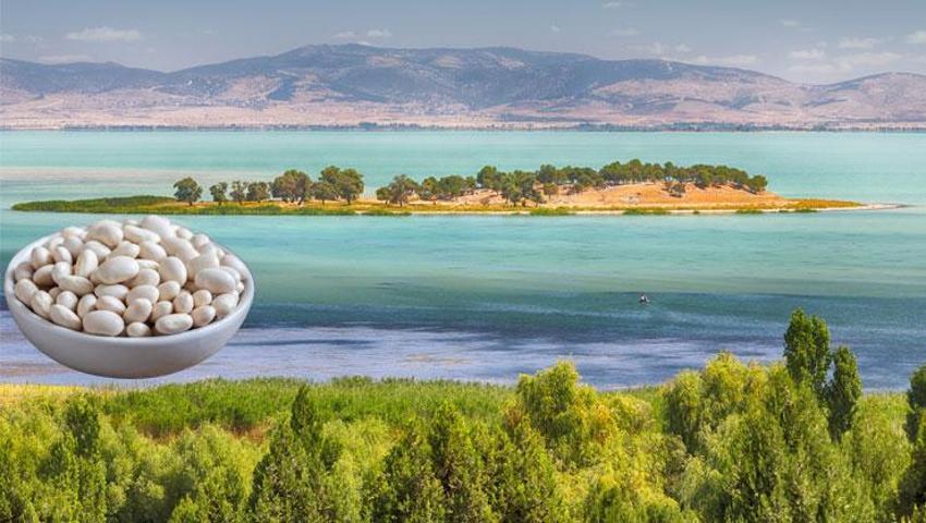 Konya Beyşehir'de üreticiler ‘beyaz altınla' kazanacak