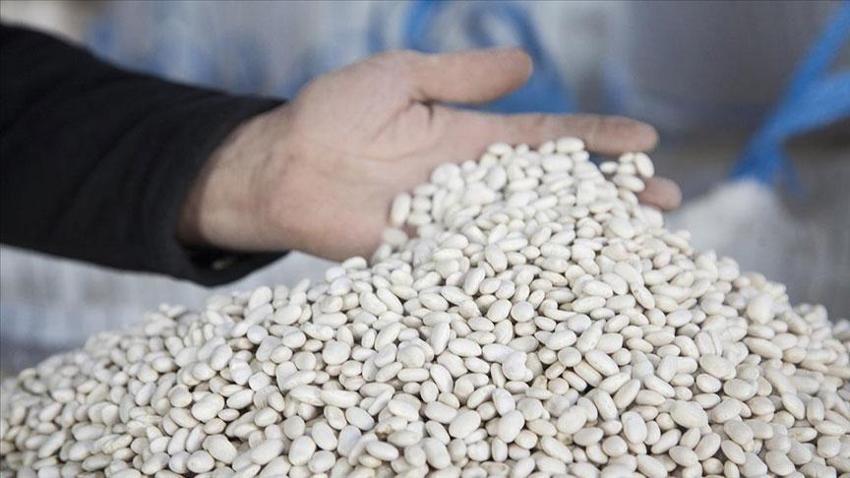 Konya Beyşehir'de üreticiler ‘beyaz altınla' kazanacak