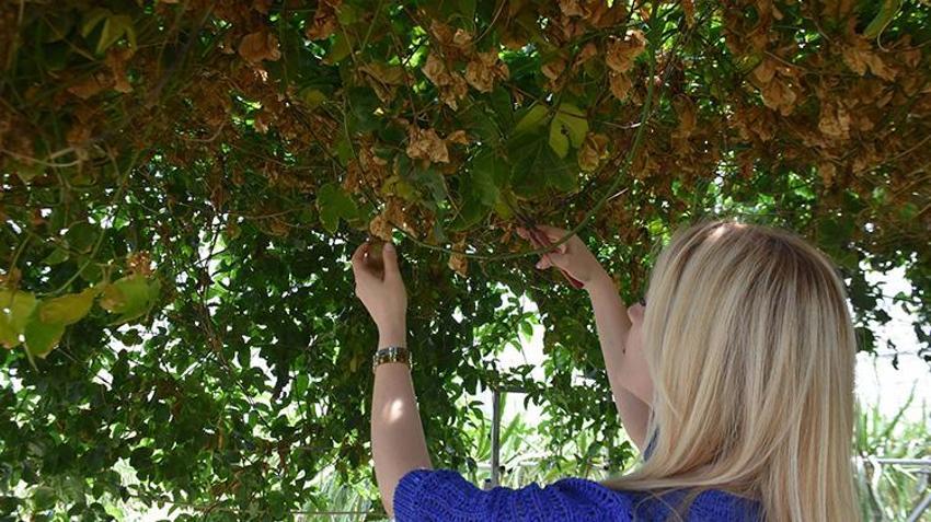 Zayıflamak isterken işinin patronu oldu! Serada üretip dükkanında satıyor