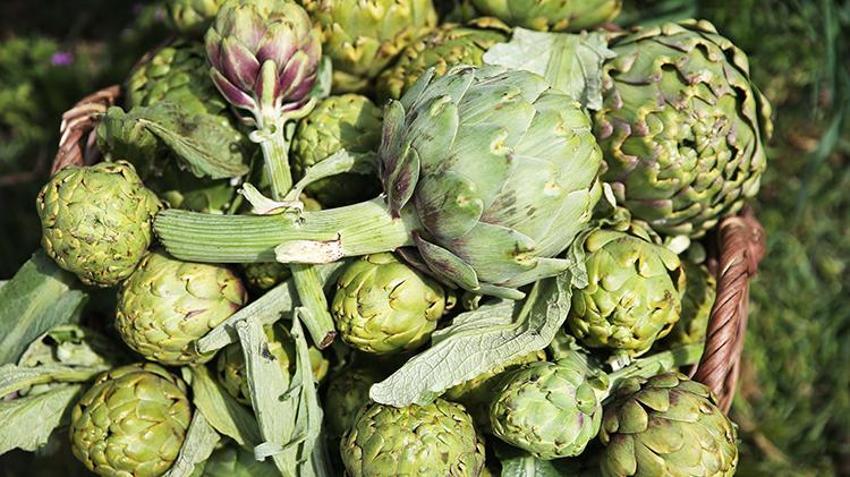 Boş tarlaya tutmaz diye ekti, şimdi köylülerin gelir kaynağı oldu! Hasat başladı, 1 günde tonlarca üretiyor