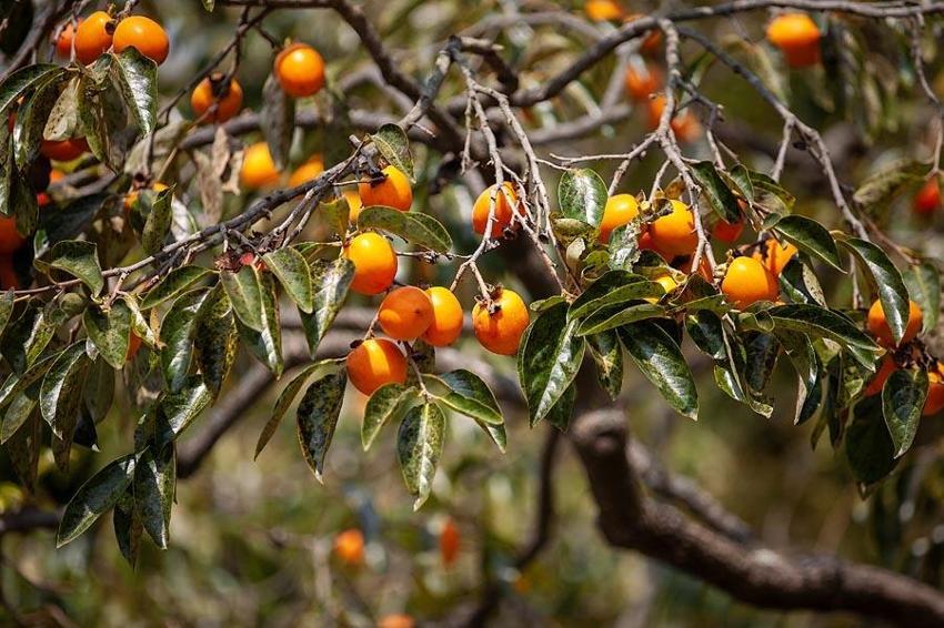 Doğal gençlik iksiri: Sağlıklı cilt, saç, kemik ve bağışıklık için gerekli vitamin deposu