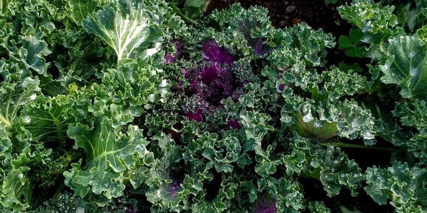 Doğal gençlik iksiri: Sağlıklı cilt, saç, kemik ve bağışıklık için gerekli vitamin deposu